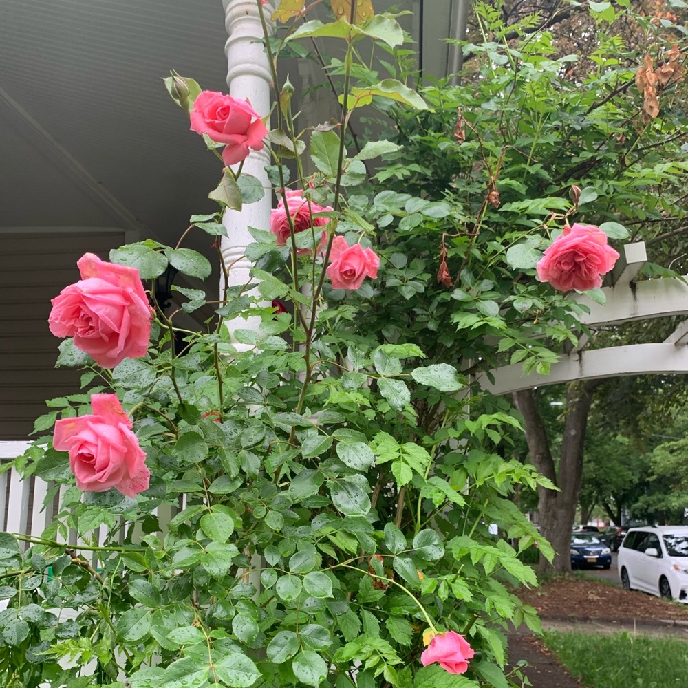 Meet your Posher, Meera